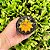 Cacto Gymnocalycium Mihanovichii Variegata amarelo pote 9 - Imagem 1