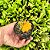Cacto Gymnocalycium Mihanovichii Variegata amarelo pote 9 - Imagem 2