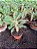Palmeira de Madagascar Pote 11 - Imagem 3