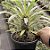 Palmeira de Madagascar Pote 14 - Imagem 4