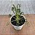 Albuca Spiralis pote 9 - Imagem 1