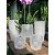 Kit 10 Vasos Transparente Orquídea Pote 15 REFORÇADO – Cultivo Profissional - Imagem 1