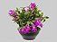 Flor de Maio Pink Cuia 21 - Imagem 1