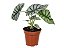 Alocasia Silver Dragon Pote 12 - Imagem 4