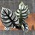 Alocasia Silver Dragon Pote 12 - Imagem 1