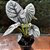 Alocasia Silver Dragon Pote 12 - Imagem 2