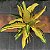 Croton Brasil Pote 17 - Imagem 1