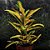 Croton Brasil Pote 17 - Imagem 2