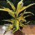 Croton Brasil Pote 17 - Imagem 3