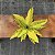 Croton Golden Sun Pote 15 - Imagem 1