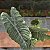 Alocasia Chantrieri Pote 12 - Imagem 1