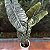 Alocasia Chantrieri Pote 12 - Imagem 2