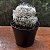 Cacto Mammillaria Bocasana Pote 09 - Imagem 3