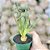 Albuca Spiralis pote 11 - Imagem 1