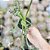 Albuca Spiralis pote 11 - Imagem 2