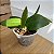 Kit 50 Vasos Transparente Orquídea Pote 15 REFORÇADO – Cultivo Profissional - Imagem 3