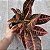 Croton Hibrido Petra Pote 14 - Imagem 3