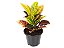 Croton Hibrido Petra Pote 14 - Imagem 2