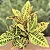 Croton Hibrido Petra Pote 14 - Imagem 1
