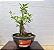 Ficus Microcarpa 1 - Imagem 1