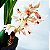 Orquídea Xylobium variegatum - Adulta - Imagem 1