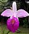 Orquídea Arundina bambusifolia tipo - 30/40 cm - Imagem 1