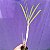 Orquídea Cyrtopodium saintlegerianum - 25cm - Imagem 2