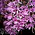 Orquídea Dendrobium anosmum Tipo - 60 Centímetros - Imagem 1