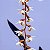 Orquídea Dendrochilum cobbianum - Adulta - Imagem 2