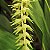 Orquídea Dendrochilum magnum - Adulta - Imagem 1