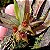 Orquídea Dryadella zebrina - Adulta - Imagem 2