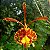 Orquídea Psychopsis papilio - 5cm - Imagem 1