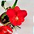 Orquídea Sophrocattleya Love Red - Adulta - Imagem 1