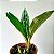 Orquidea Stanhopea jenischiana - Adulta - Imagem 2