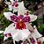 Orquídea Beallara Tahoma Glacier - Adulta - Imagem 2