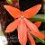Orquídea Ceratostylis rubra - Divisões de 3 bulbos - Imagem 1