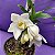 Orquídea Chysis Alba - 8cm - Imagem 1