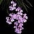 Orquídea Ionopsis utricularioides - 8cm - Imagem 1