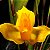 Orquídea Lycaste aromatica - 8cm - Imagem 1
