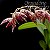 Orquídea Pleurothallis restrepioides - 15cm - Imagem 1