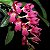 Orquídea Rodriguezia lanceolata - Adulta - Imagem 1