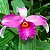 Orquídea Sobralia sessilis - 15cm - Imagem 1