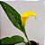 Calla Amarela - Zantedeschia aethiopica - Imagem 3