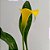 Calla Amarela - Zantedeschia aethiopica - Imagem 2