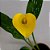 Calla Amarela - Zantedeschia aethiopica - Imagem 1