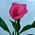 Calla rosa - Zantedeschia aethiopica - Imagem 2
