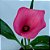 Calla rosa - Zantedeschia aethiopica - Imagem 1