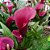 Calla vinho - Zantedeschia aethiopica - Imagem 1