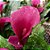 Calla vinho - Zantedeschia aethiopica - Imagem 2