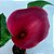 Calla vinho - Zantedeschia aethiopica - Imagem 3